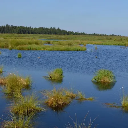 Kirschbluete * מונשאו