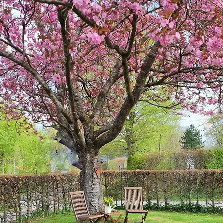 Kirschbluete * مونشاو