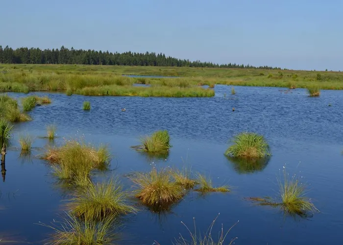 Kirschbluete * Monschau
