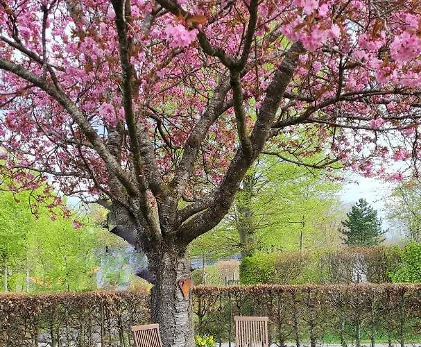 Kirschbluete * Monschau